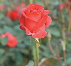 ���������齫����Ƶ��Ƶ��ϰ��ƽ�½������ʵ�������Ž��Ƿ�չ�����Ļ�ʯ...